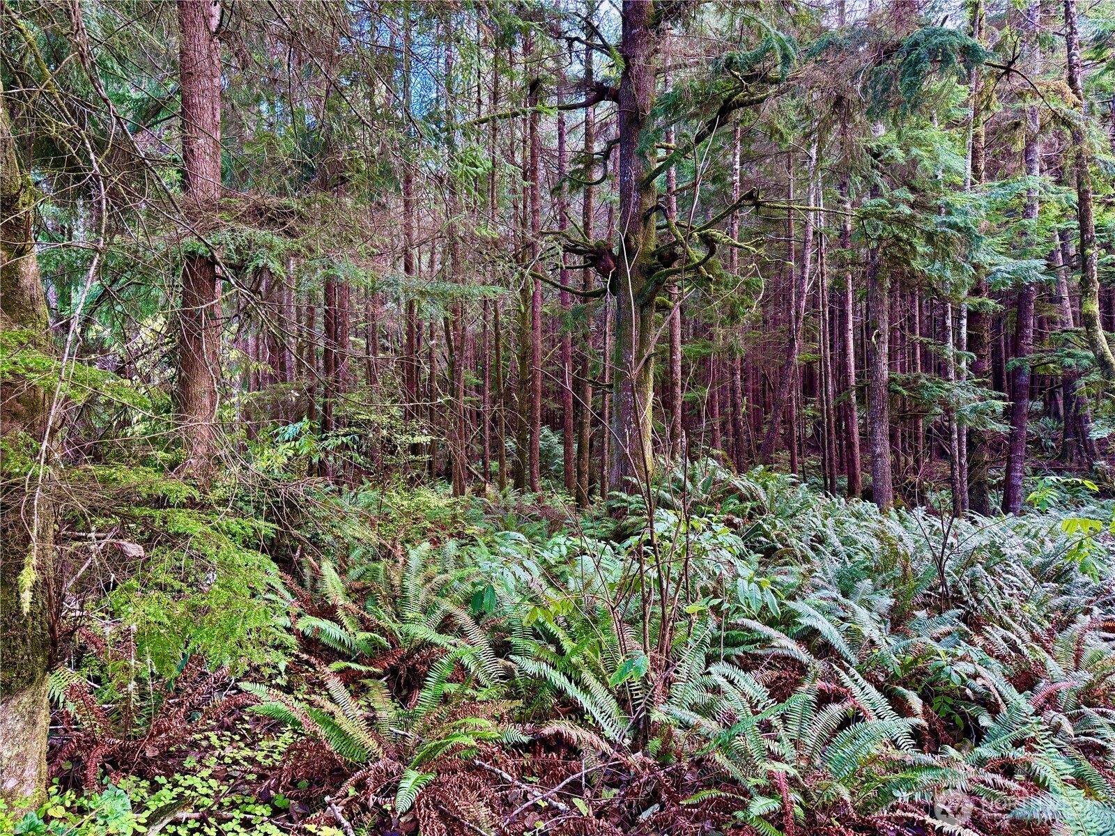 0 Copalis Beach Road Copalis Beach, WA 98535 - Photo 6 of 31