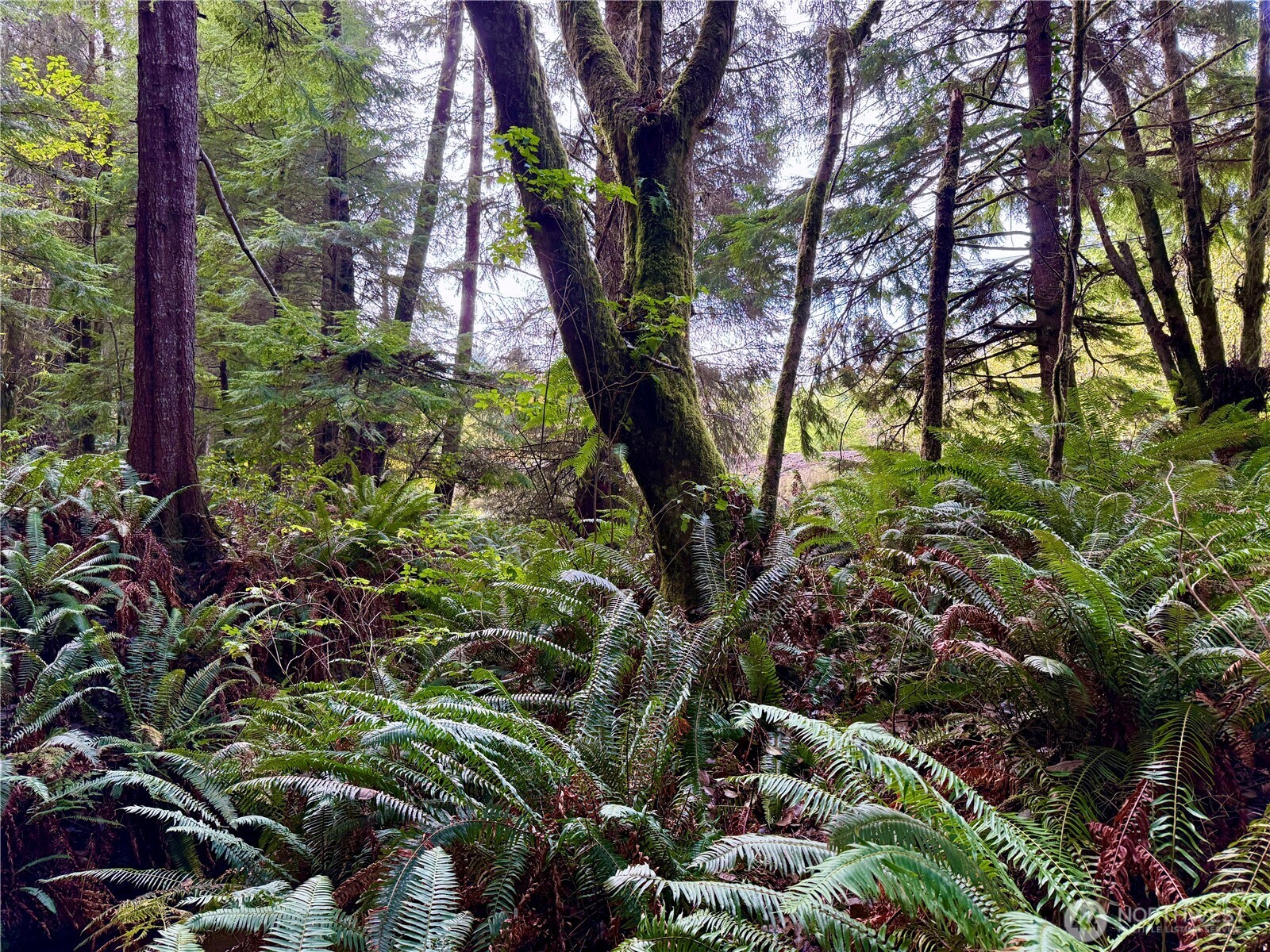 0 Copalis Beach Road Copalis Beach, WA 98535 - Photo 8 of 31