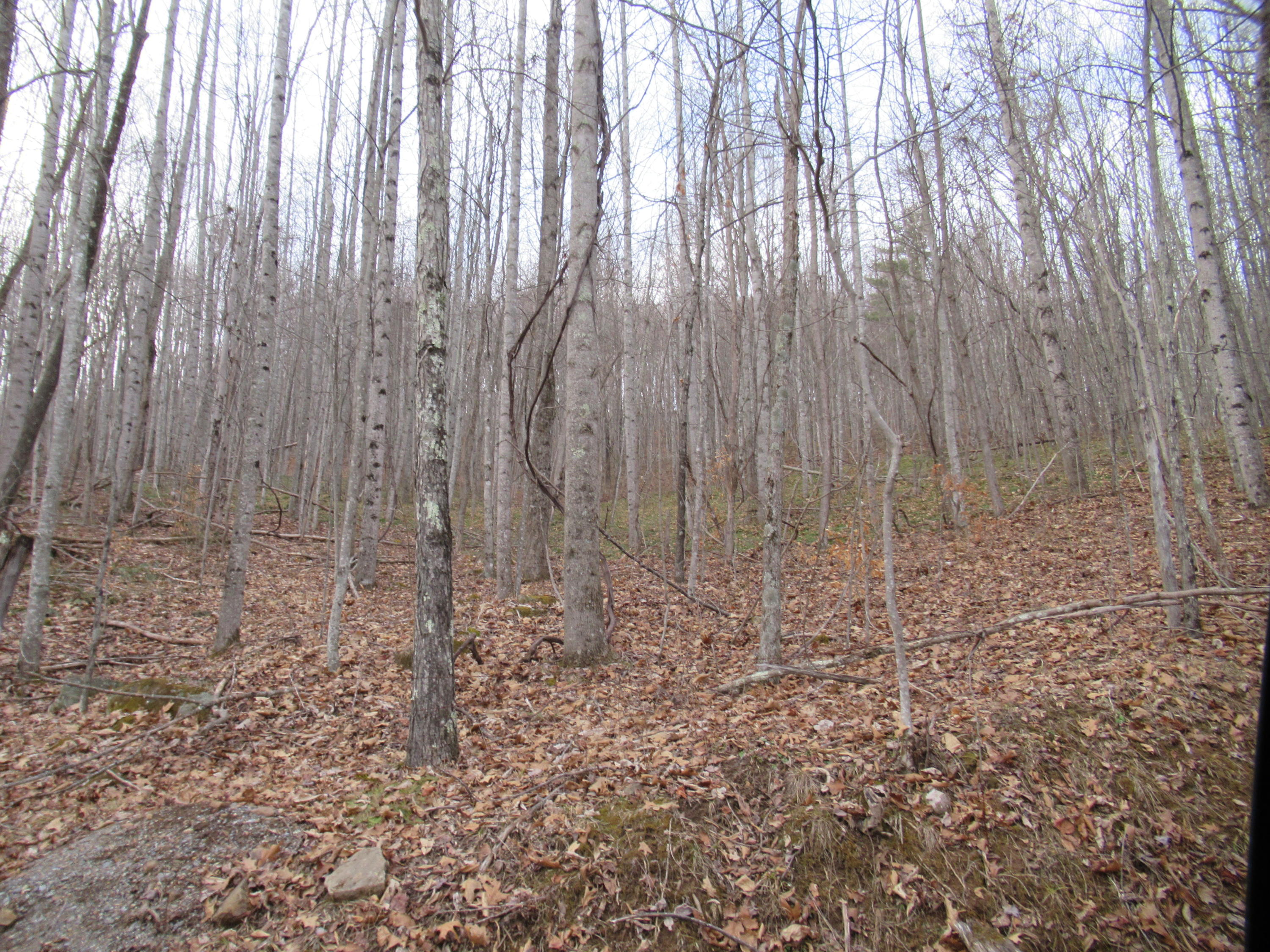 Loudermilk Road Crawley, WV 24931 - Photo 11 of 17 Gallery Image 11