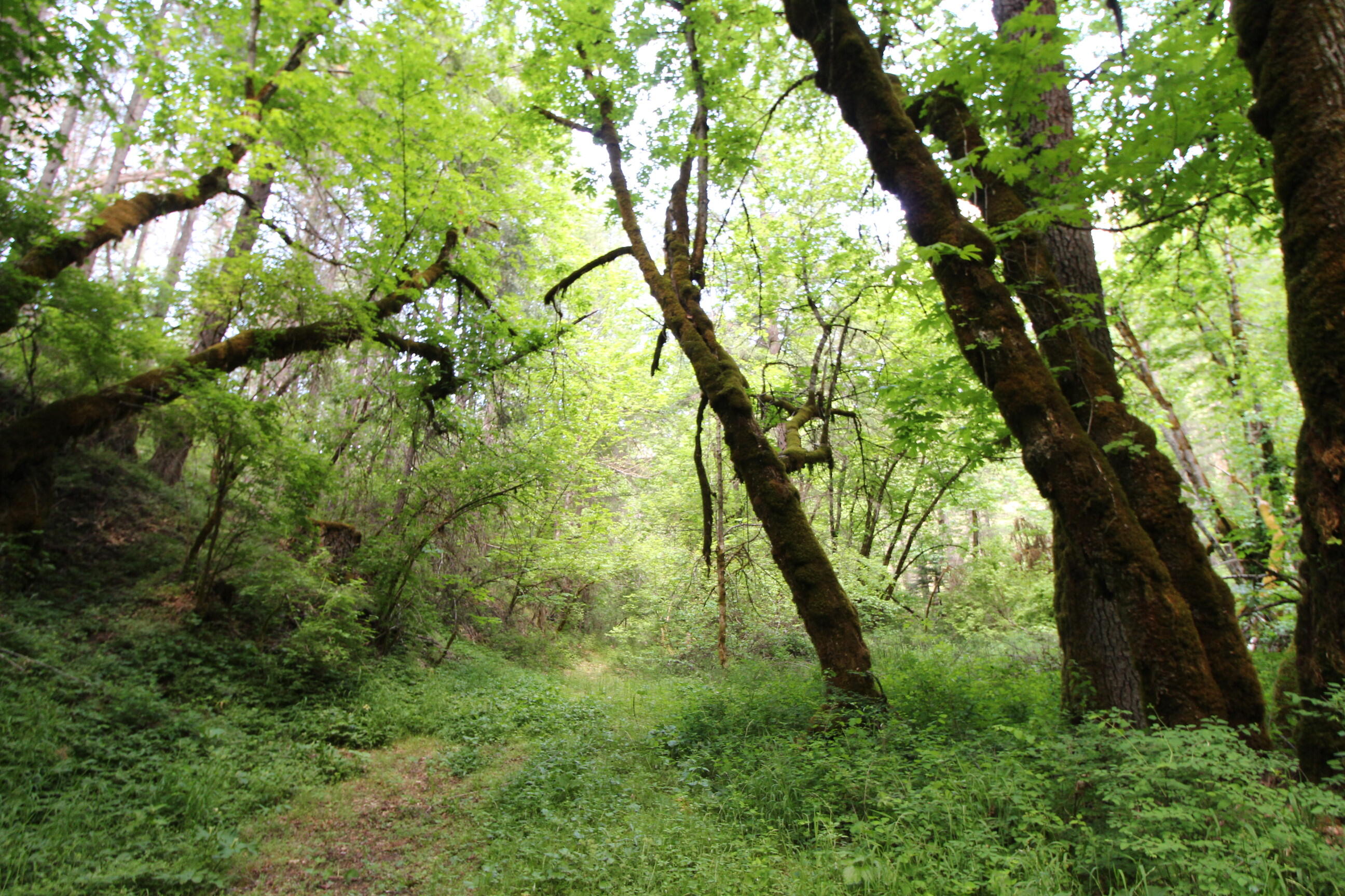 10000 Little Applegate Road Jacksonville, OR 97530 - Photo 130 of 141 10000 river edge trail 1