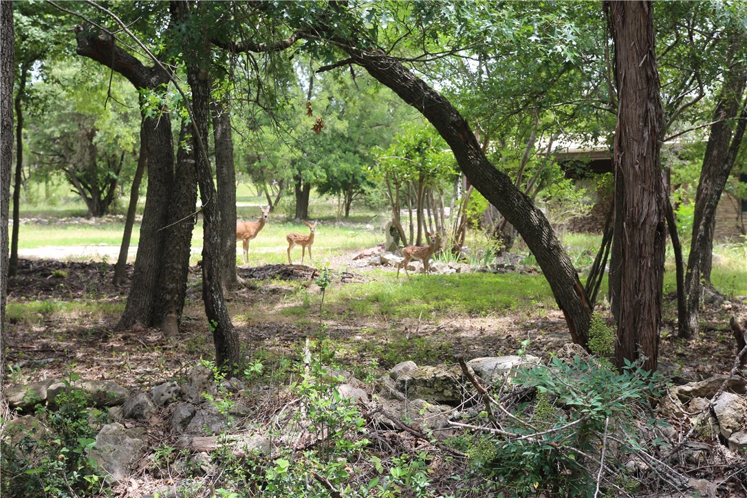 a view of backyard with tree