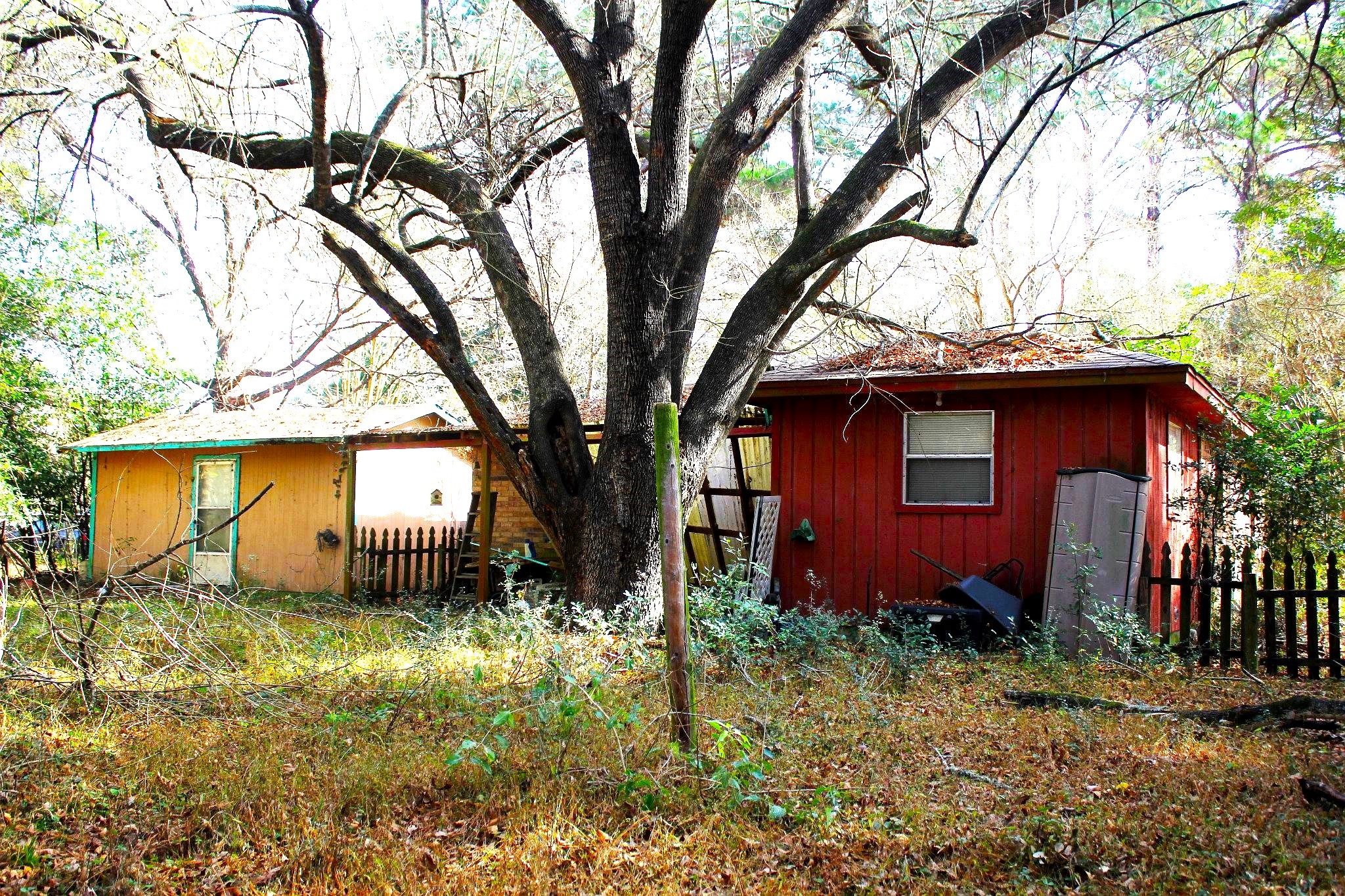 386 Lawrence Road Trinity, TX 75862 - Photo 26 of 30 a tree in front of a house with a large tree