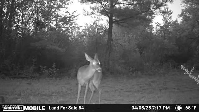 0 Mutual Road Cottondale, FL 32431 - Photo 23 of 38