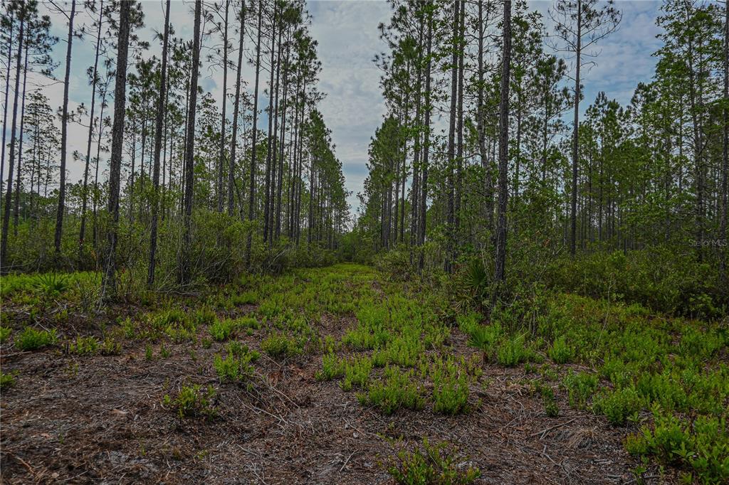 Northeast 150th Avenue Road Fort McCoy, FL 32134 - Photo 32 of 48 Gallery Image 32