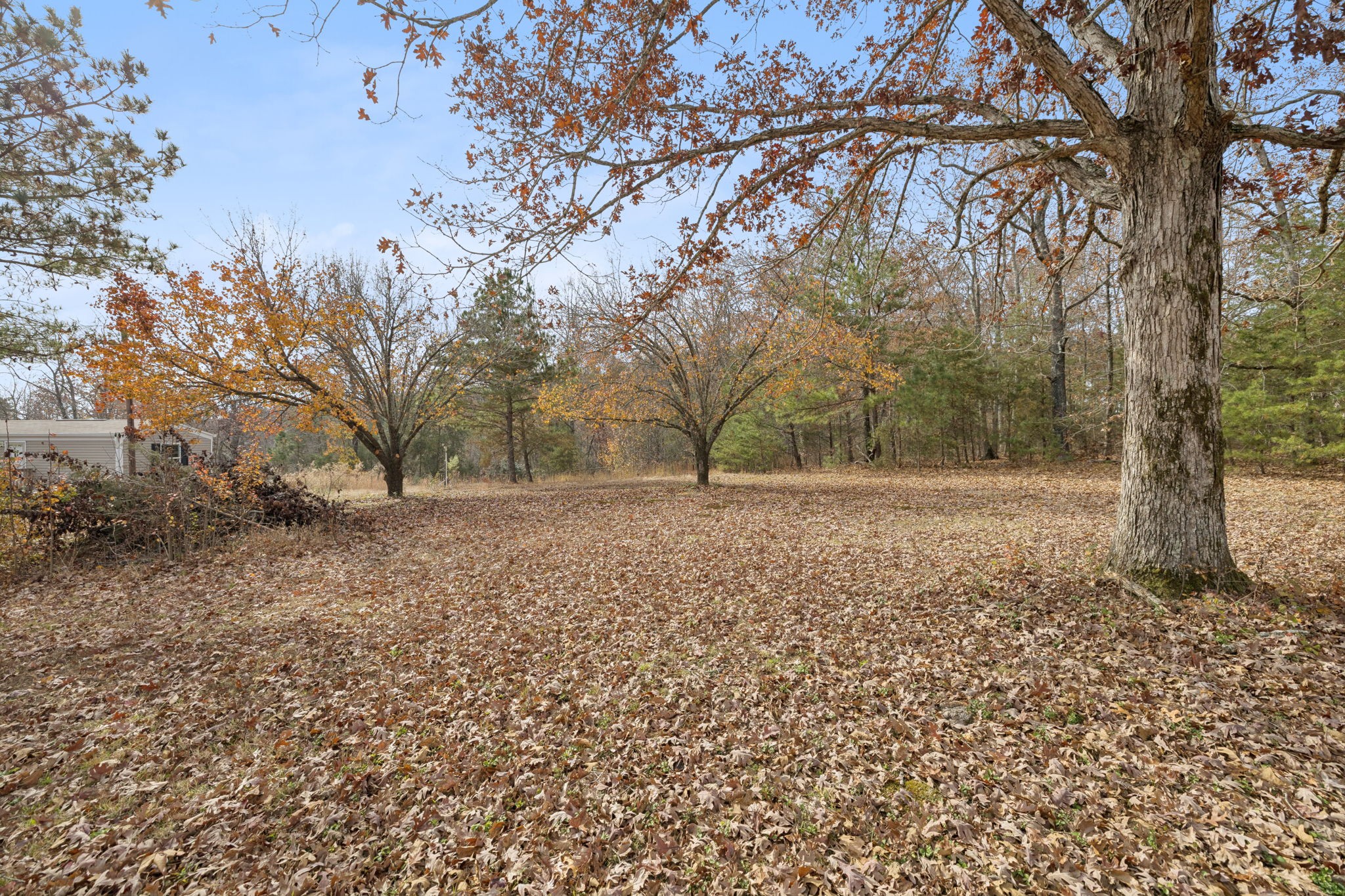 108 Lyell Road Hohenwald, TN 38462 - Photo 19 of 25 a view of outdoor space and yard