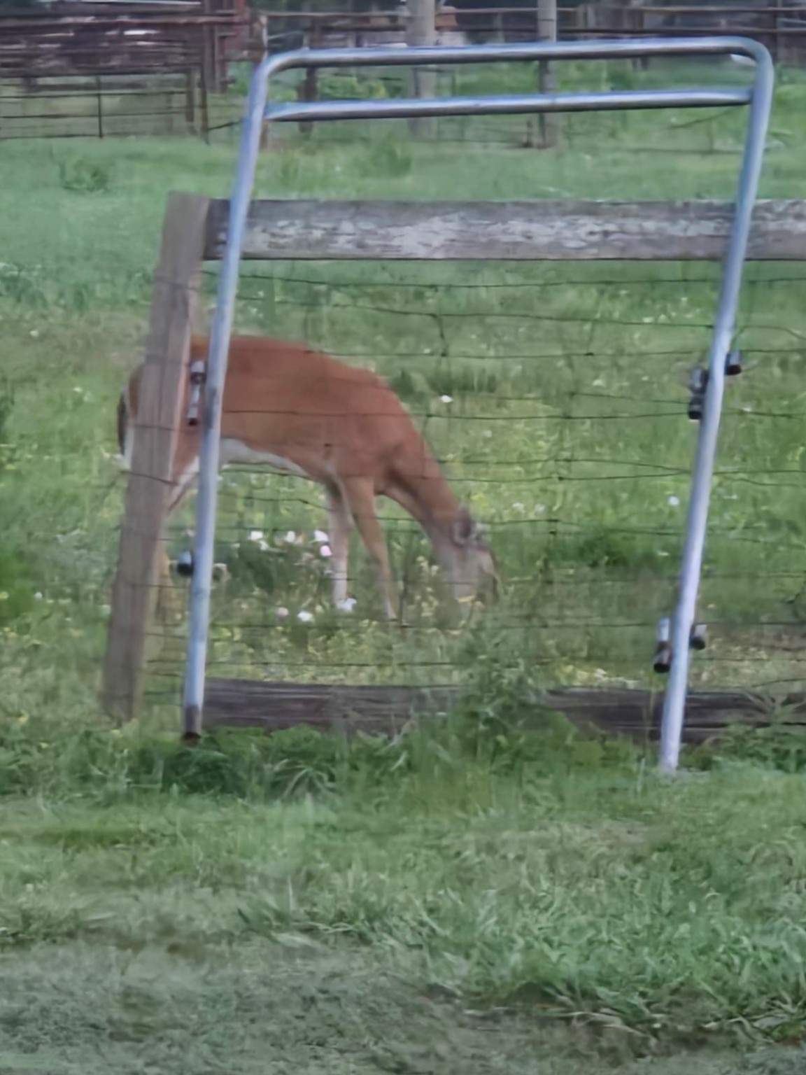 3818 County Road 36 Angleton, TX 77515 - Photo 36 of 49 a backyard of a house with lots of green space and plants