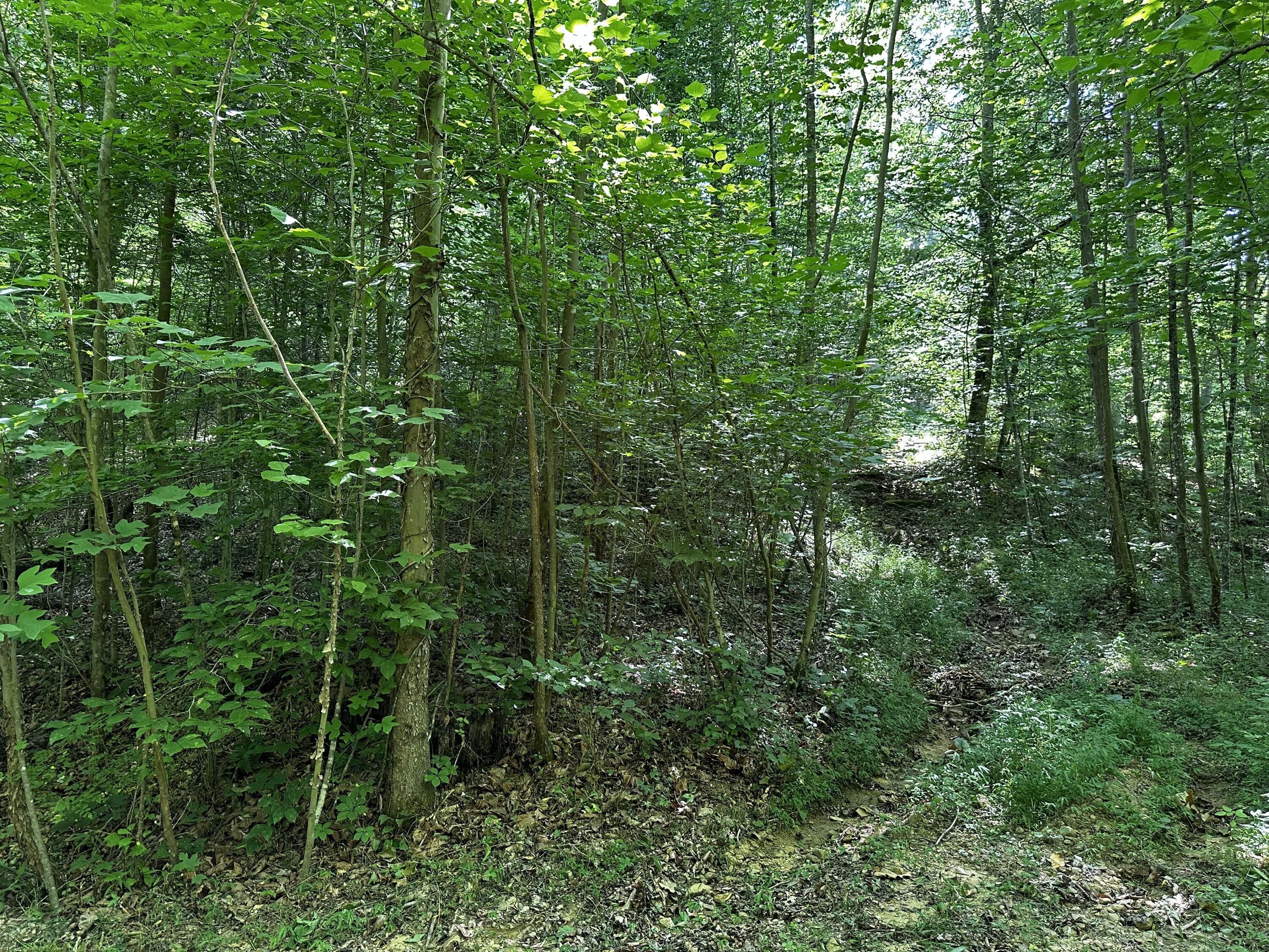 1101 Hull Road, Unit TRACT 9 WOODS WAYNE FOREST) Patriot, OH 45658 - Photo 40 of 61 20240621_150513395_iOS