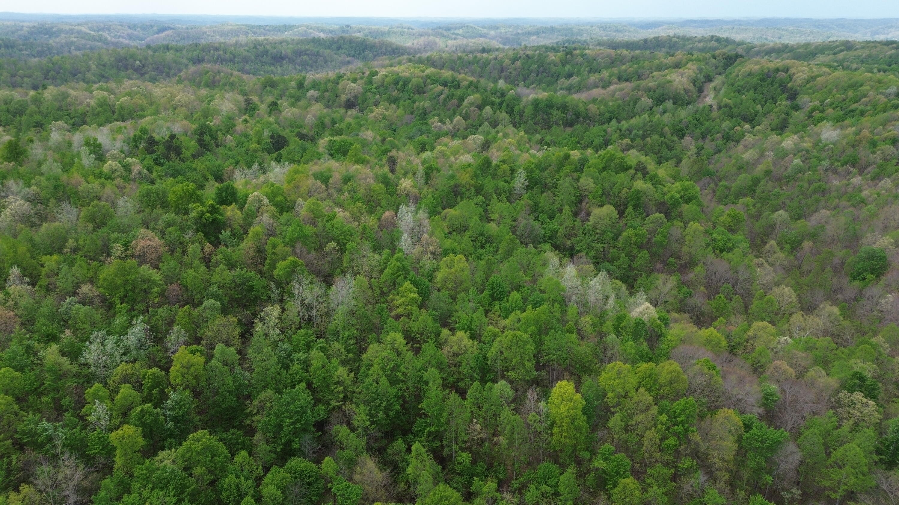 1271 A Tunnel Ridge Road Grayson, KY 41143 - Photo 52 of 134 Trees