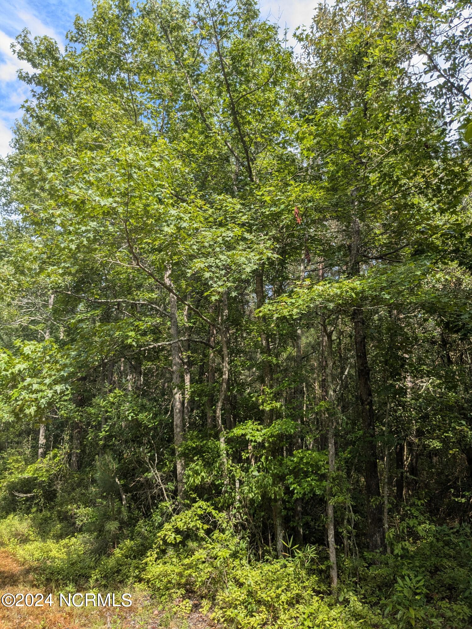 0 Montague Road Currie, NC 28435 - Photo 14 of 28 PXL_20240706_201506038
