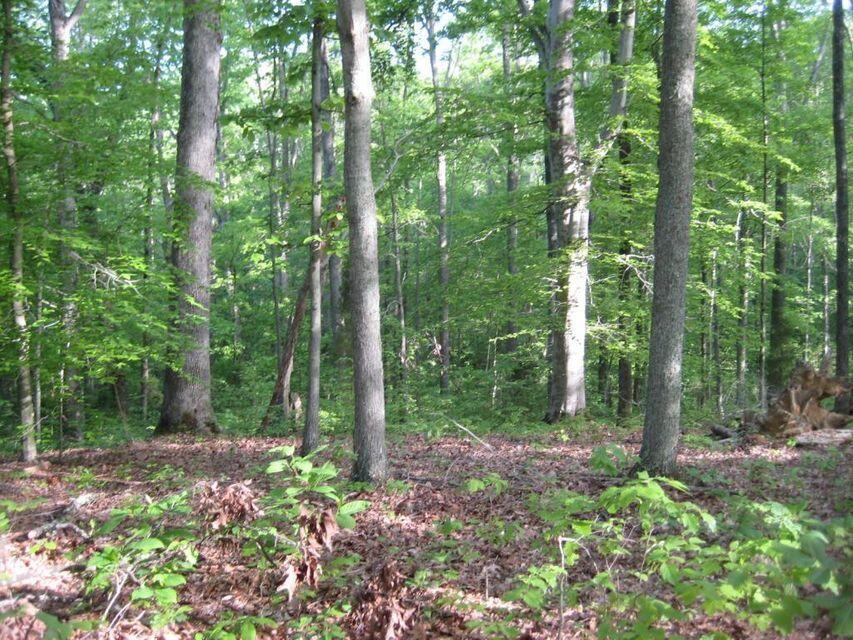 0 Southeast Honeycutt Road Rogersville, TN 37857 - Photo 13 of 30 Pic 12, Another View of Land