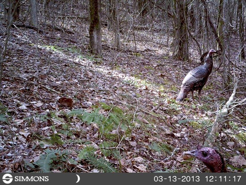 0 Southeast Honeycutt Road Rogersville, TN 37857 - Photo 14 of 30 Pic 13, Wild game is plentiful.
