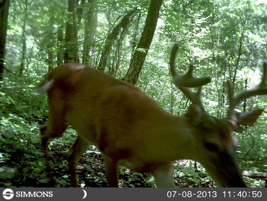 0 Southeast Honeycutt Road Rogersville, TN 37857 - Photo 15 of 30 Pic 14, Trail Camera caught this buck on