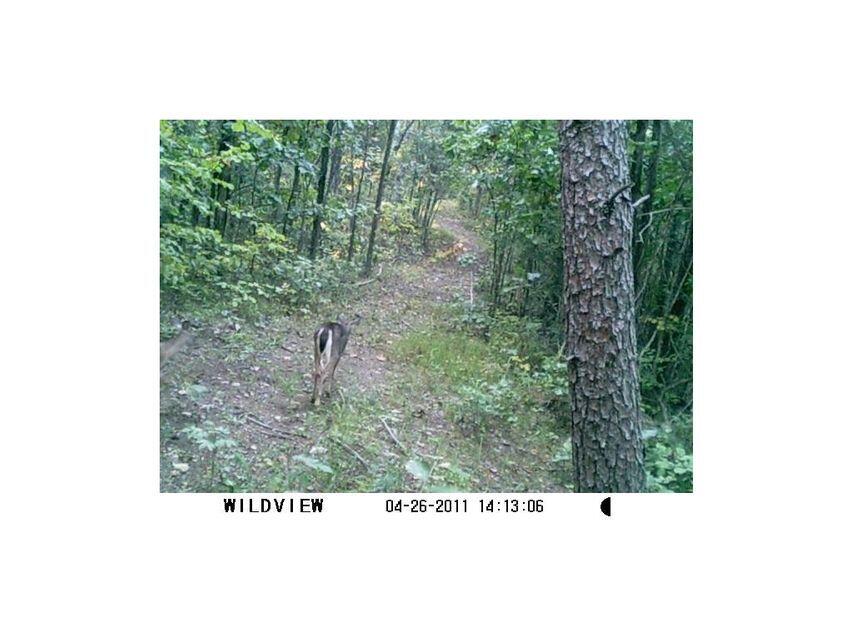 0 Southeast Honeycutt Road Rogersville, TN 37857 - Photo 16 of 30 Pic 15, Another deer on trail through wo