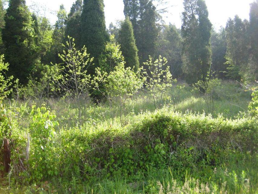 0 Southeast Honeycutt Road Rogersville, TN 37857 - Photo 17 of 30 Pic 16, Another land view