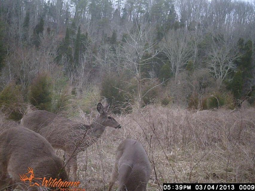 0 Southeast Honeycutt Road Rogersville, TN 37857 - Photo 18 of 30 Pic 16, More deer on the property