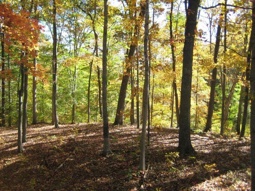 0 Southeast Honeycutt Road Rogersville, TN 37857 - Photo 23 of 30 Pic 22, Another land view