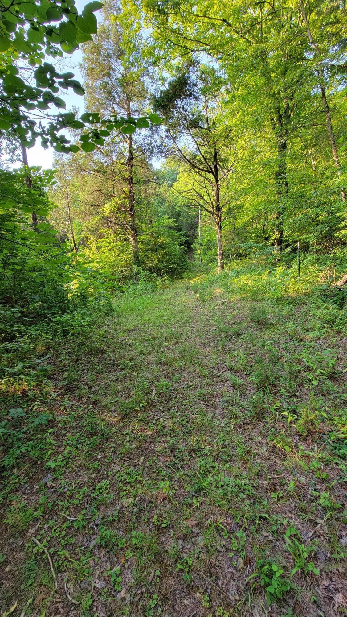 0 Southeast Honeycutt Road Rogersville, TN 37857 - Photo 24 of 30 Pic 23, View of land
