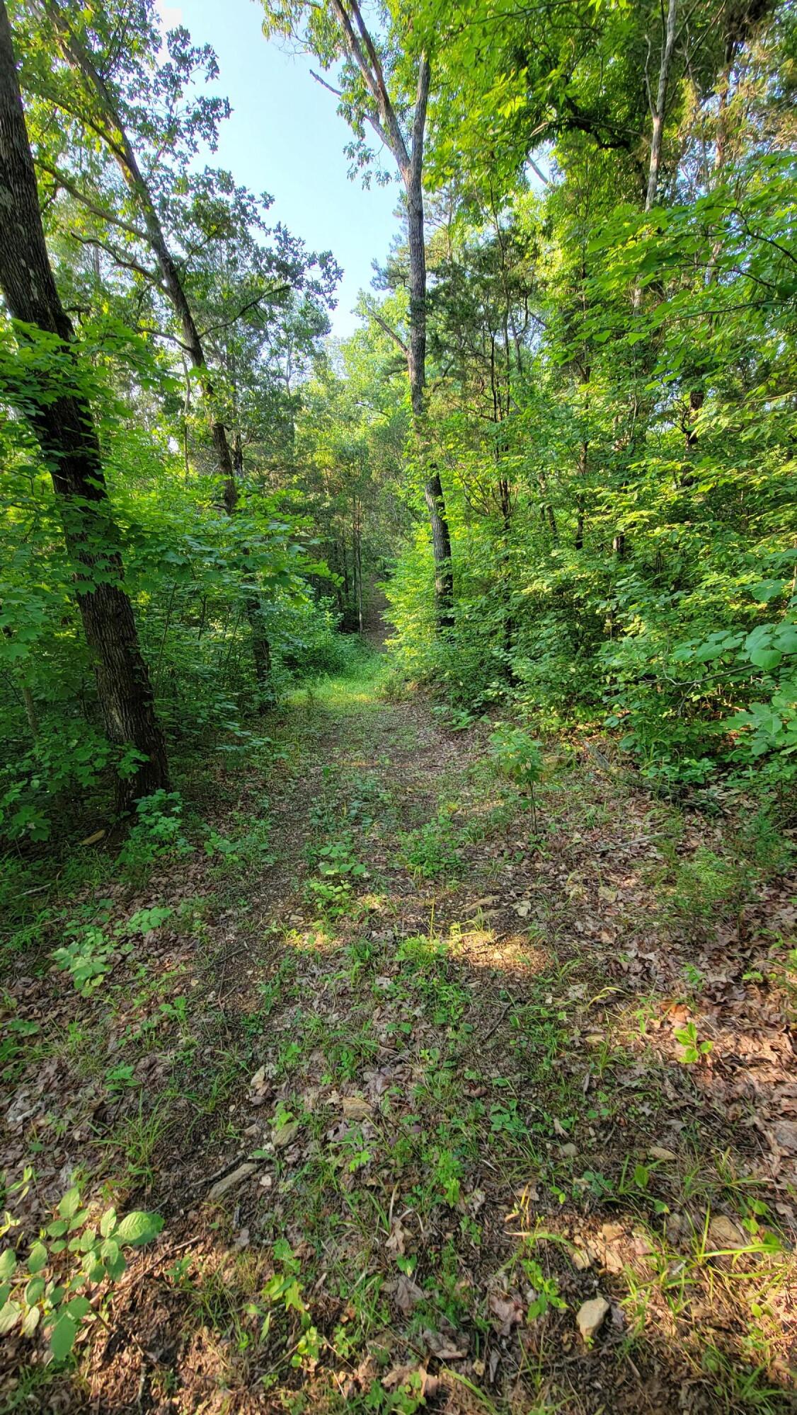 0 Southeast Honeycutt Road Rogersville, TN 37857 - Photo 26 of 30 Pic 26, Another Trail View