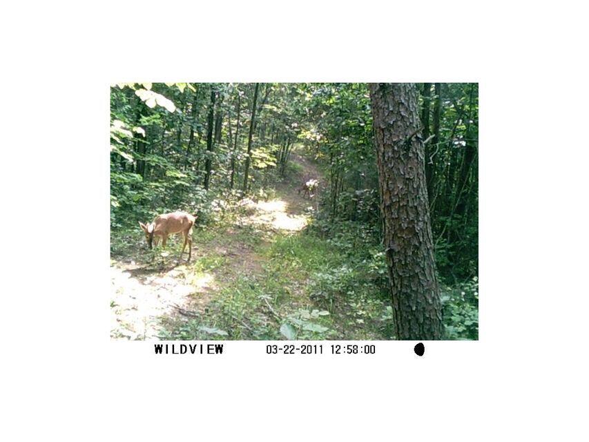 0 Southeast Honeycutt Road Rogersville, TN 37857 - Photo 5 of 30 Pic 4, Nice 4 wheeler trail cut through