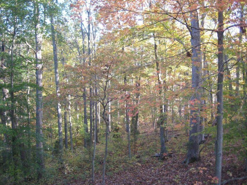 0 Southeast Honeycutt Road Rogersville, TN 37857 - Photo 6 of 30 Pic 5, Wooded Area