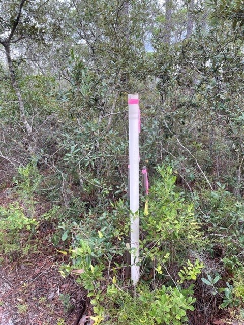 1704 Jasmine Way St. George Island, FL 32328 - Photo 14 of 34