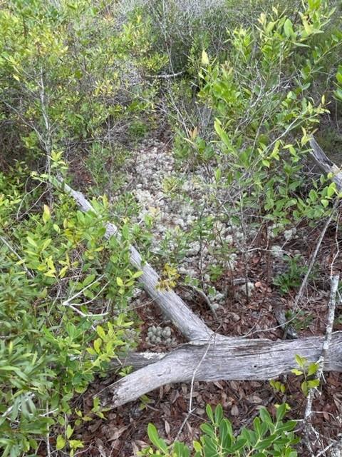 1704 Jasmine Way St. George Island, FL 32328 - Photo 23 of 34