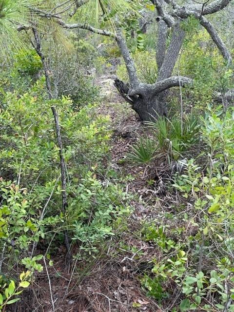 1704 Jasmine Way St. George Island, FL 32328 - Photo 24 of 34