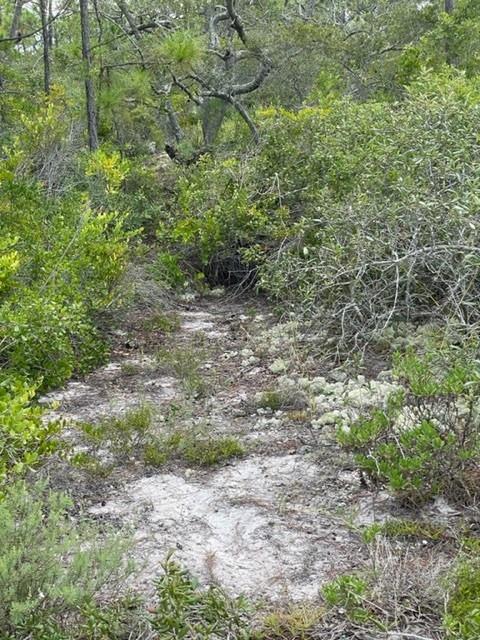 1704 Jasmine Way St. George Island, FL 32328 - Photo 25 of 34