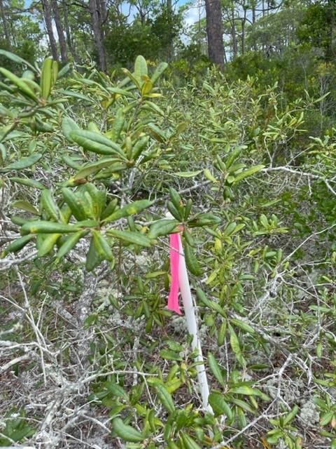 1704 Jasmine Way St. George Island, FL 32328 - Photo 26 of 34