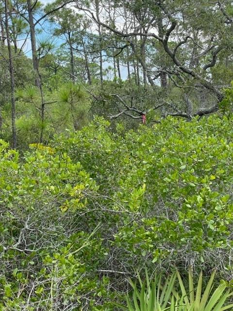 1704 Jasmine Way St. George Island, FL 32328 - Photo 27 of 34