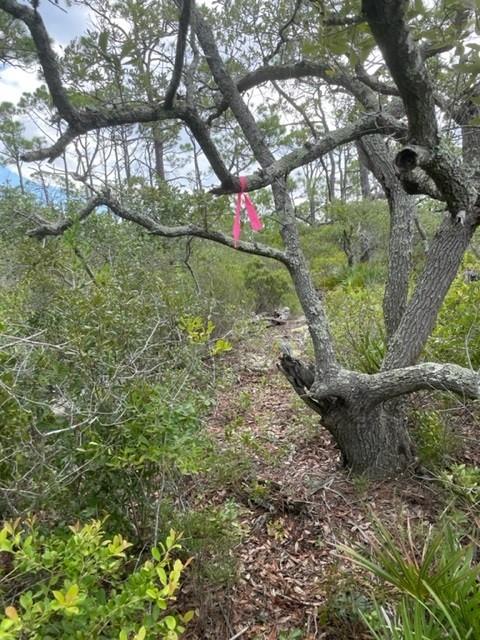1704 Jasmine Way St. George Island, FL 32328 - Photo 28 of 34