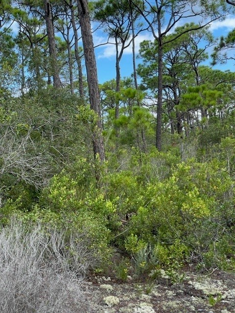 1704 Jasmine Way St. George Island, FL 32328 - Photo 4 of 34