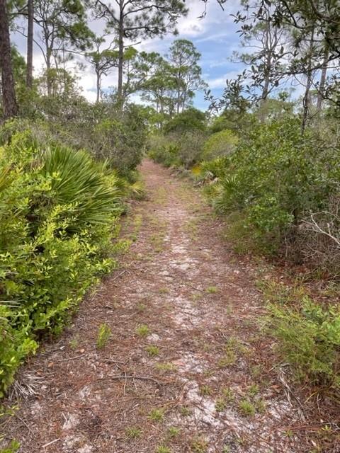 1704 Jasmine Way St. George Island, FL 32328 - Photo 7 of 34