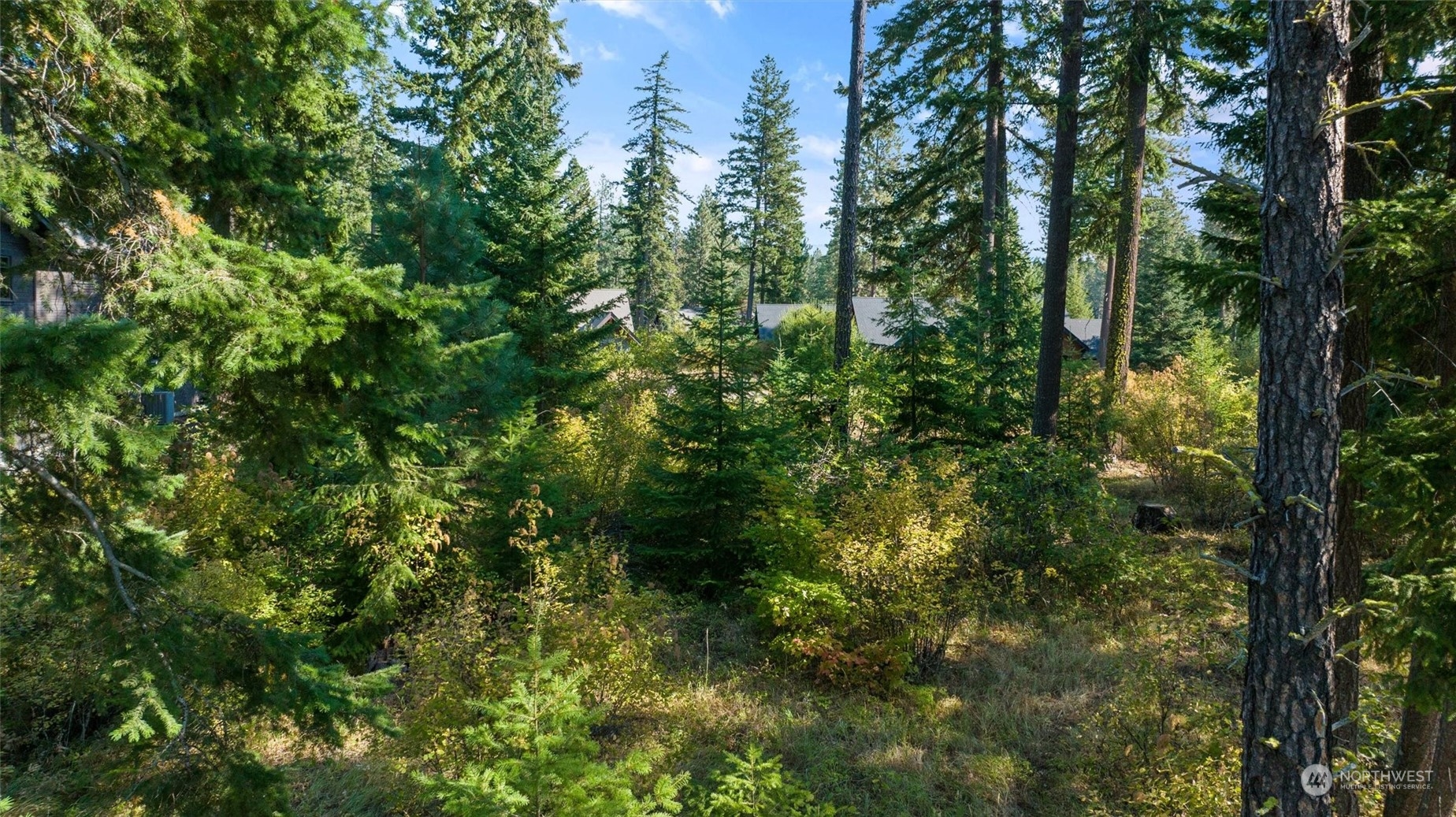 610 Spragger Way Cle Elum, WA 98922 - Photo 3 of 17 a view of a forest with lots of trees