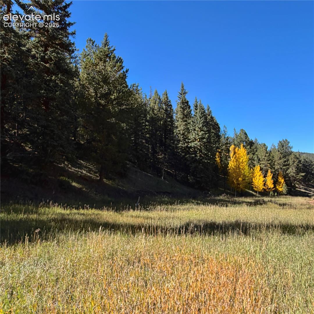 535 Willow Road Divide, CO 80814 - Photo 11 of 20 Expansive natural landscape featuring a sloped terrain, dense evergreen tree line, and a foreground of tall grasses