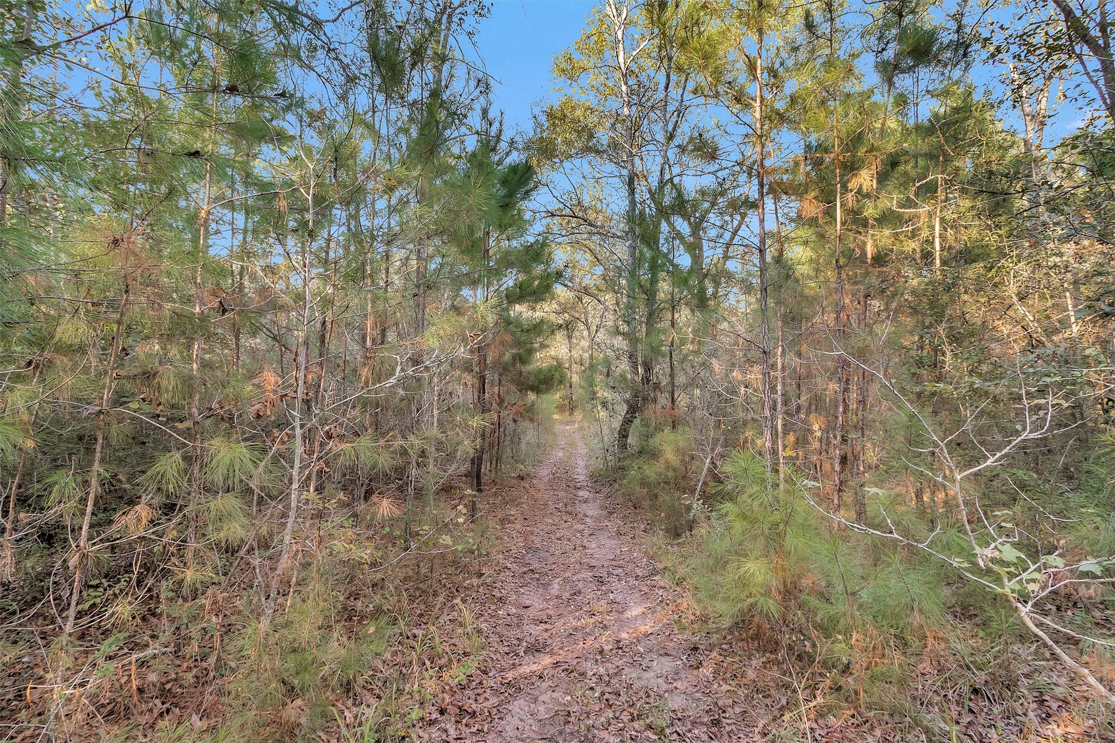 70 Mutt Young Road Huntsville, TX 77320 - Photo 5 of 35 a view of a forest with large trees