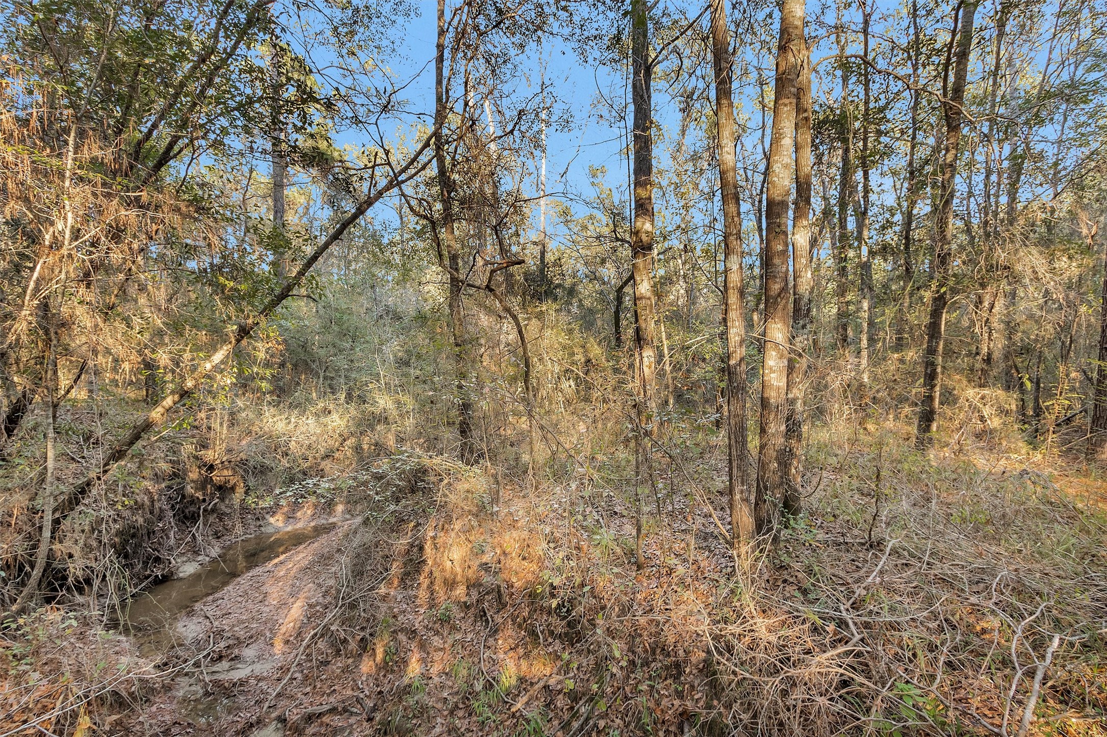 70 Mutt Young Road Huntsville, TX 77320 - Photo 7 of 35 a view of a yard with a tree