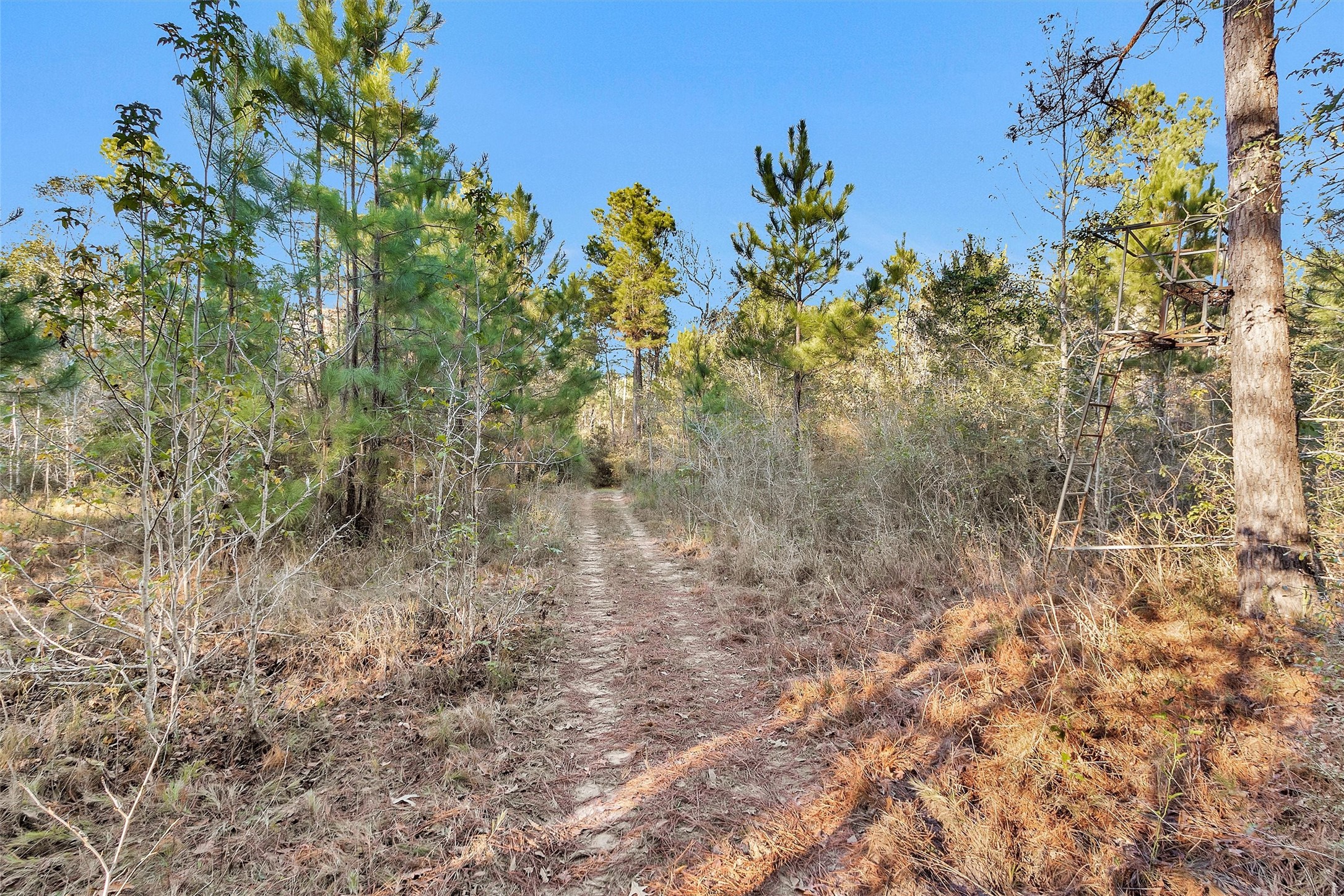 70 Mutt Young Road Huntsville, TX 77320 - Photo 8 of 35 a view of a yard with a tree