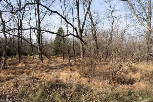 a view of a yard with large trees