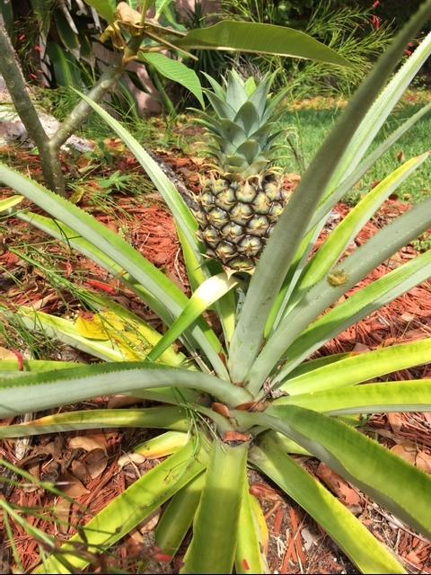 1590 Southwest 14th Drive Boca Raton, FL 33486 - Photo 43 of 48 Pineapple