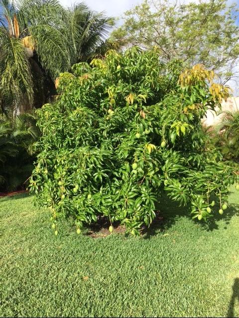1590 Southwest 14th Drive Boca Raton, FL 33486 - Photo 45 of 48 Fruit Trees