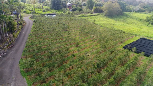 $1,495,000 | 82-1187 Lot 7 Greenwell Mountain Road, Captain Cook, HI 96704