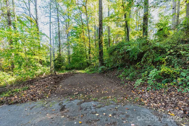 a view of a forest that has large trees