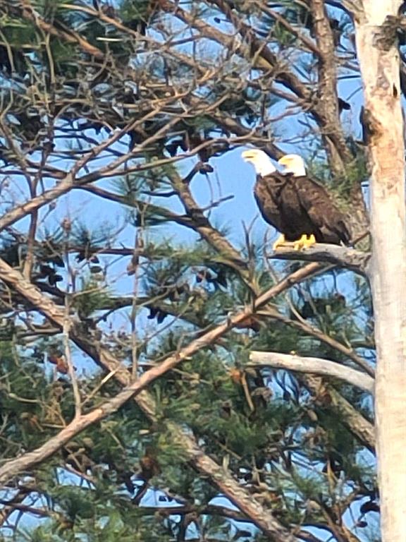 Pair of Eagles on property