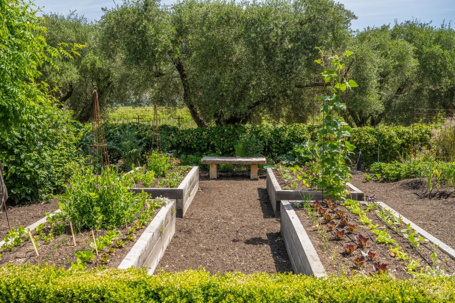 900 Rutherford Road St. Helena, CA 94574 - Photo 49 of 70 a view of a backyard with plants