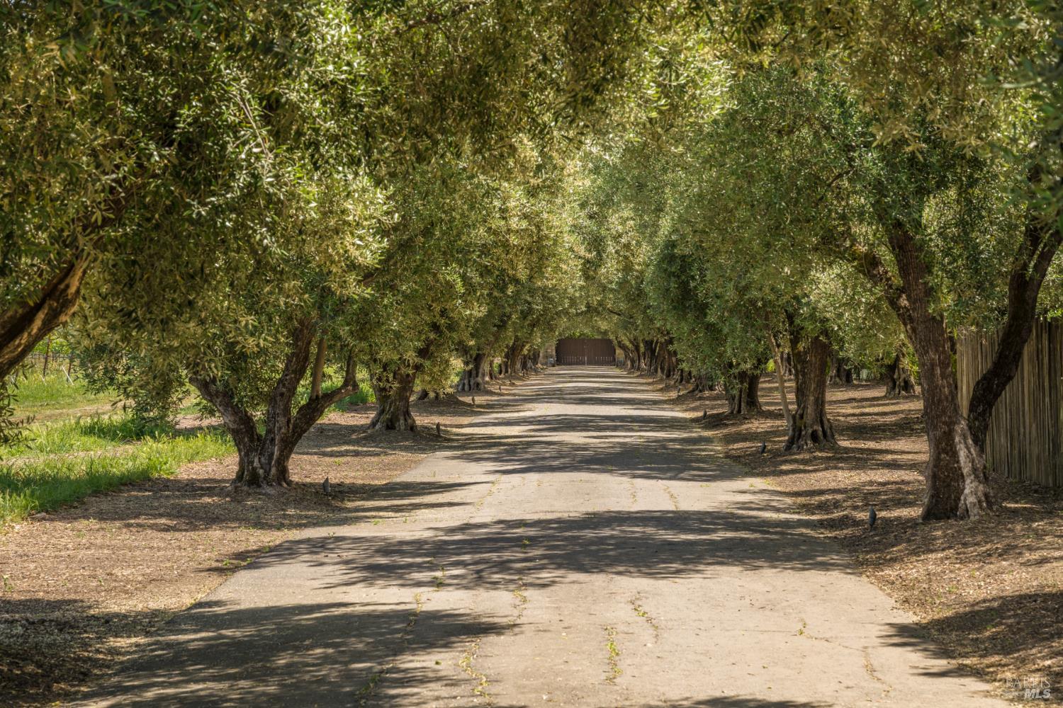 900 Rutherford Road St. Helena, CA 94574 - Photo 6 of 70 a view of backyard of house with green space