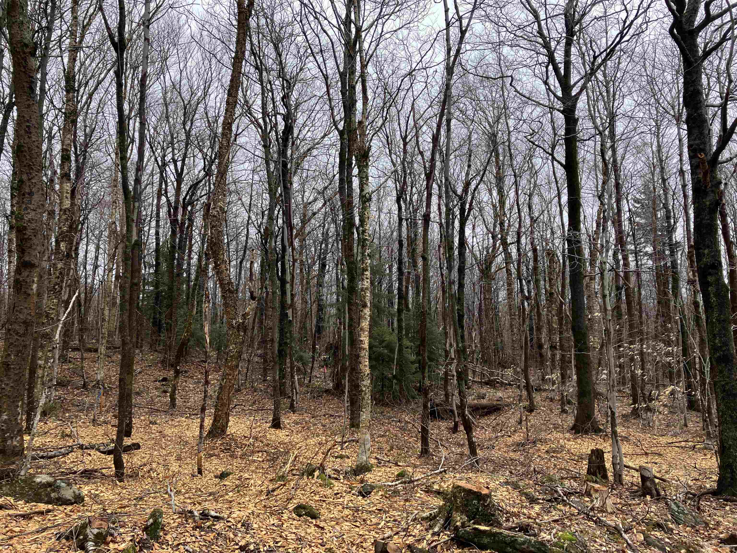 408 Fox Mt Road, Unit M408 & M409 Wilmington, VT 05363 - Photo 2 of 39