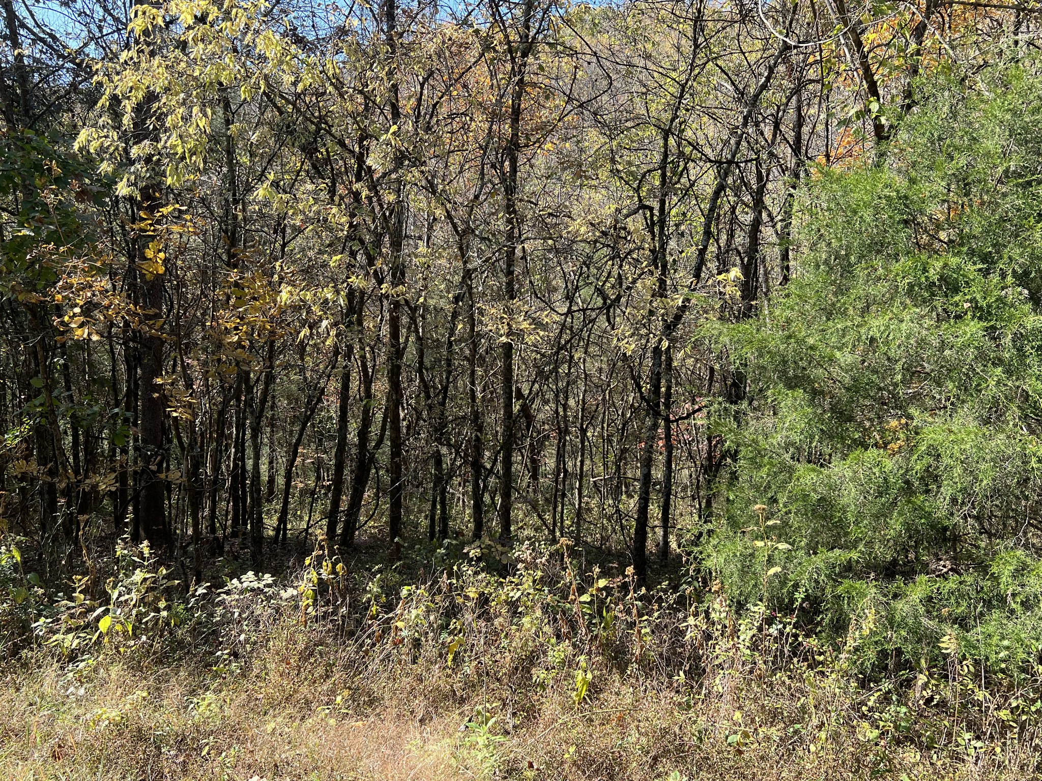 0 Reece Hollow Road Carthage, TN 37030 - Photo 3 of 9