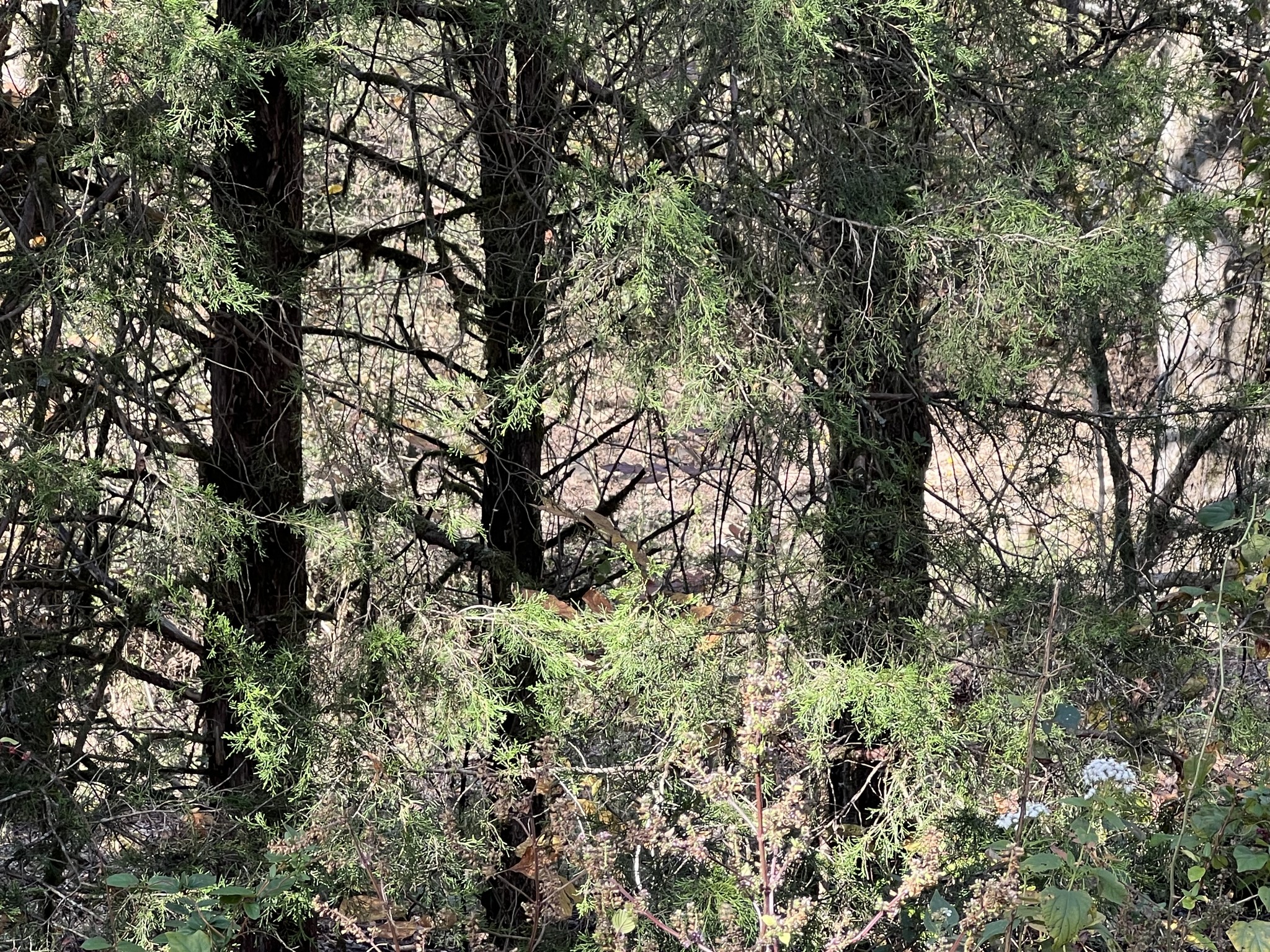 0 Reece Hollow Road Carthage, TN 37030 - Photo 4 of 9