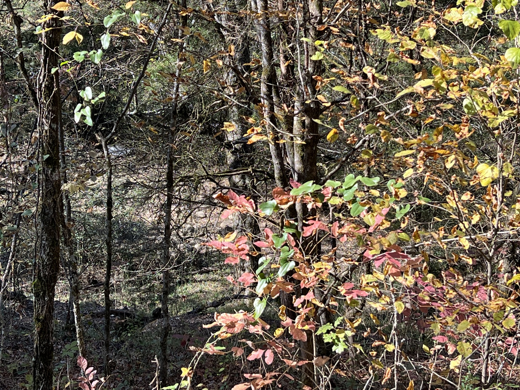 0 Reece Hollow Road Carthage, TN 37030 - Photo 5 of 9